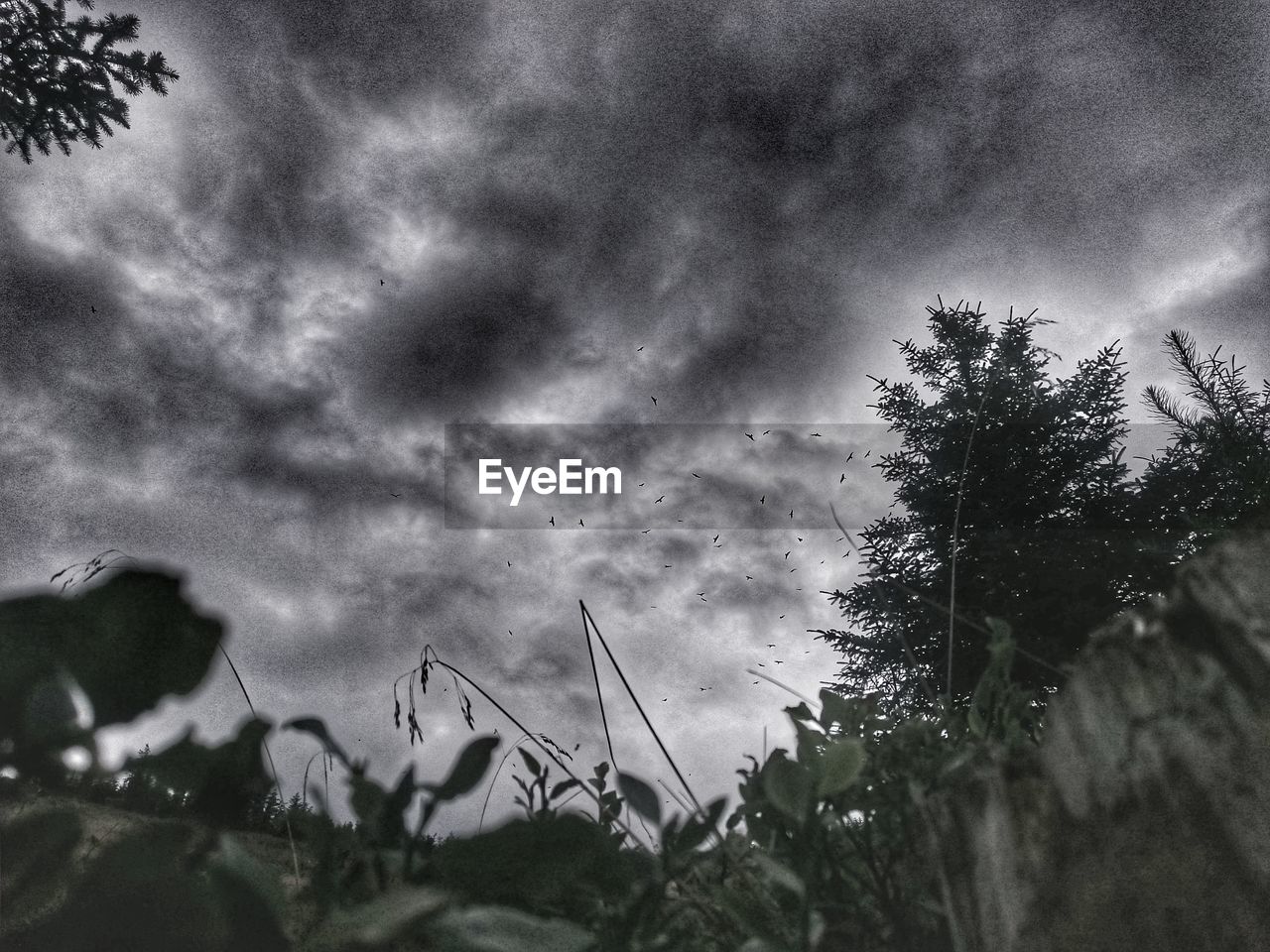 LOW ANGLE VIEW OF PLANTS AGAINST CLOUDY SKY