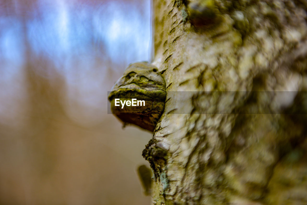 Close-up of mushroom on tree trunk