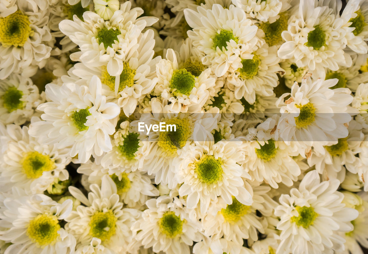 Close-up of white daisy flowers