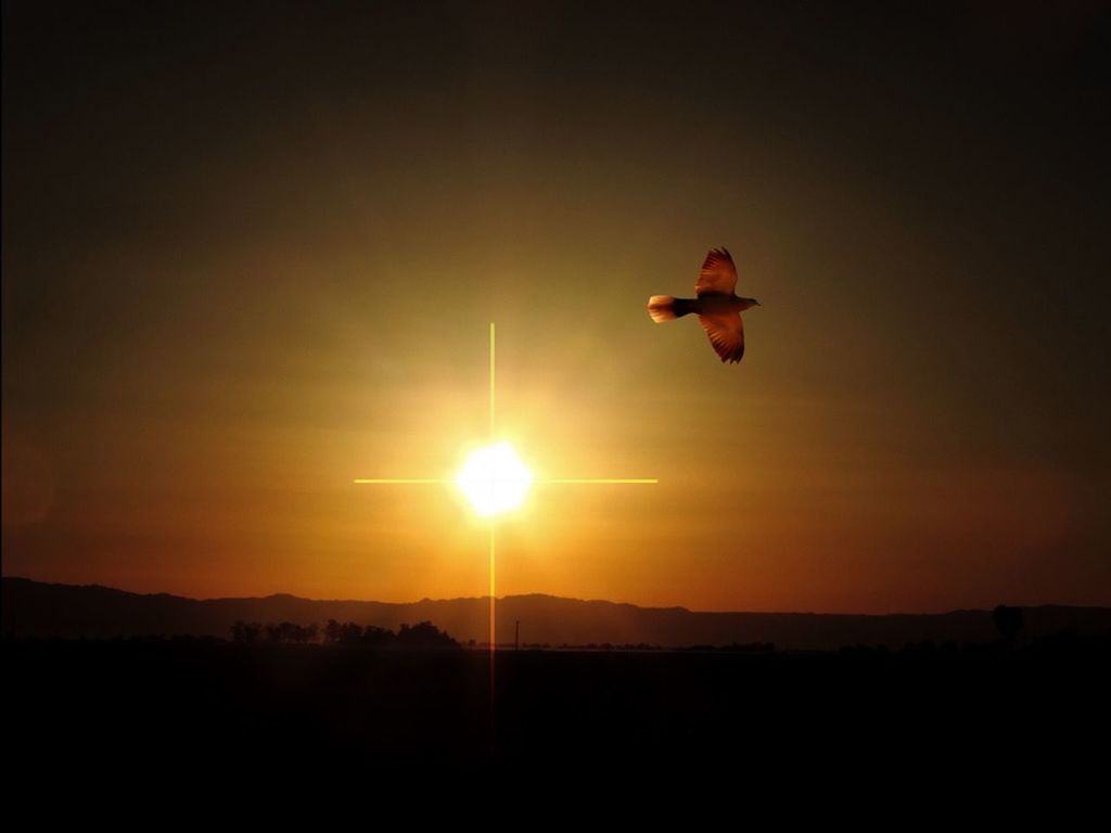 Low angle view of bird flying against bright sun in sky