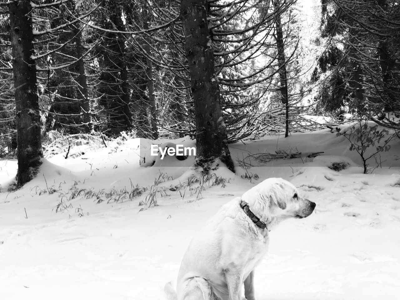 DOG ON SNOW COVERED TREES