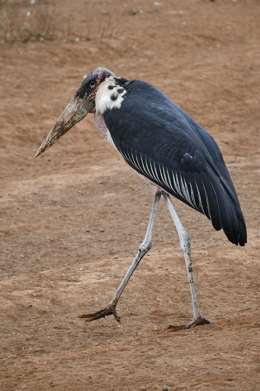 animal, animal themes, bird, animal wildlife, one animal, wildlife, wing, beak, no people, nature, animal body part, outdoors, day