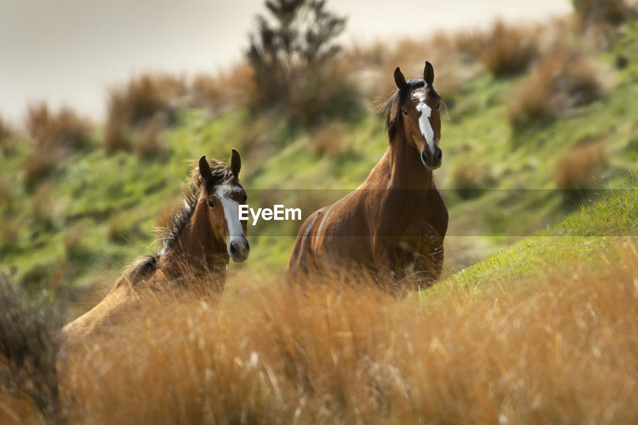 HORSE ON FIELD