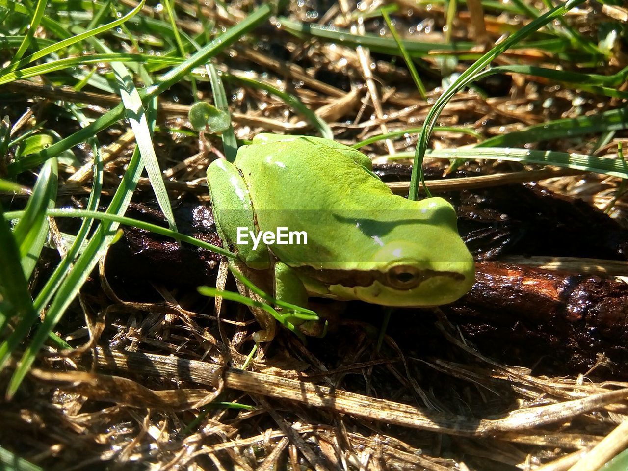 CLOSE-UP OF FROG ON PLANT