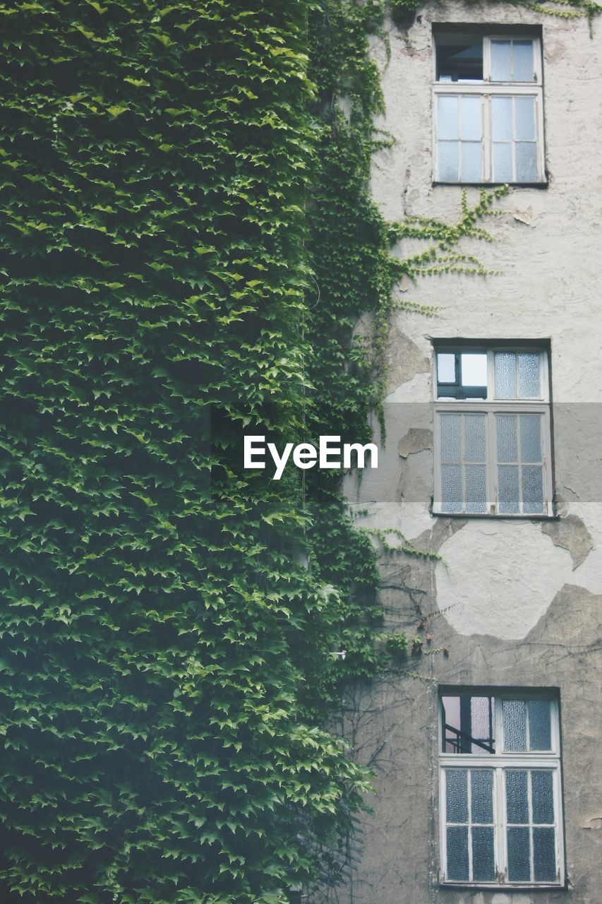 Close-up of ivy growing on house