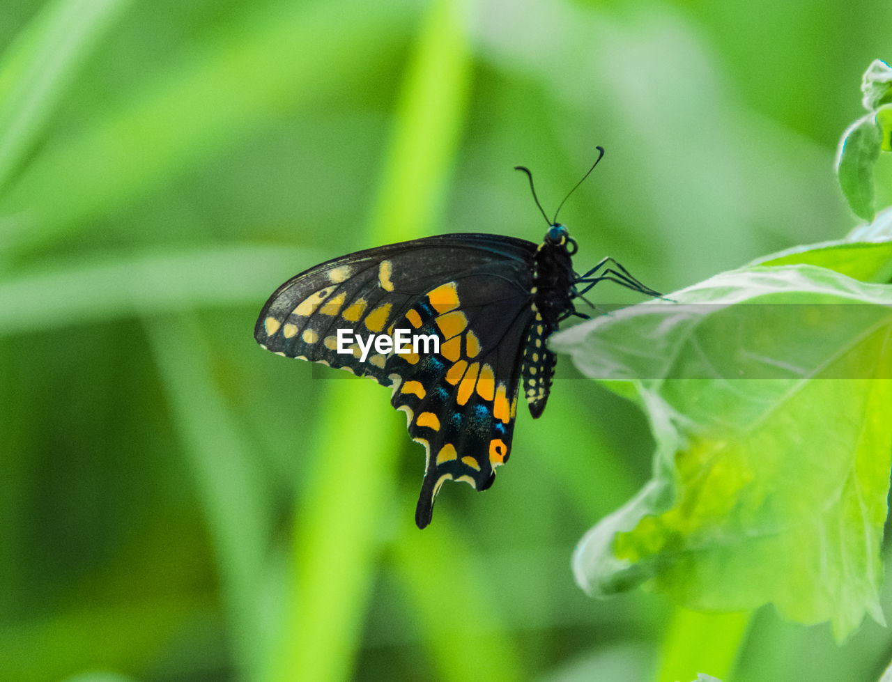 Close-up of butterfly pollinating flower