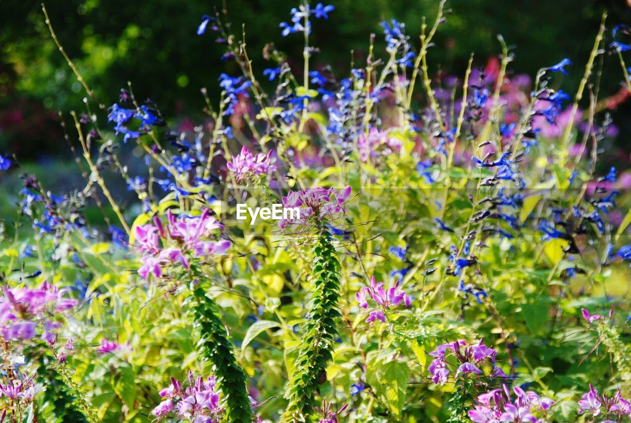 CLOSE-UP OF FRESH PURPLE FLOWERS BLOOMING IN PLANT