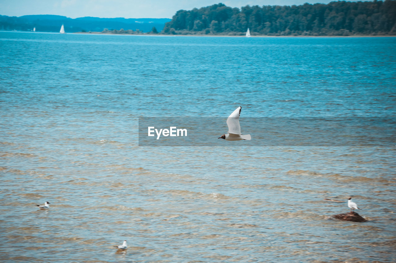 SWANS SWIMMING IN LAKE