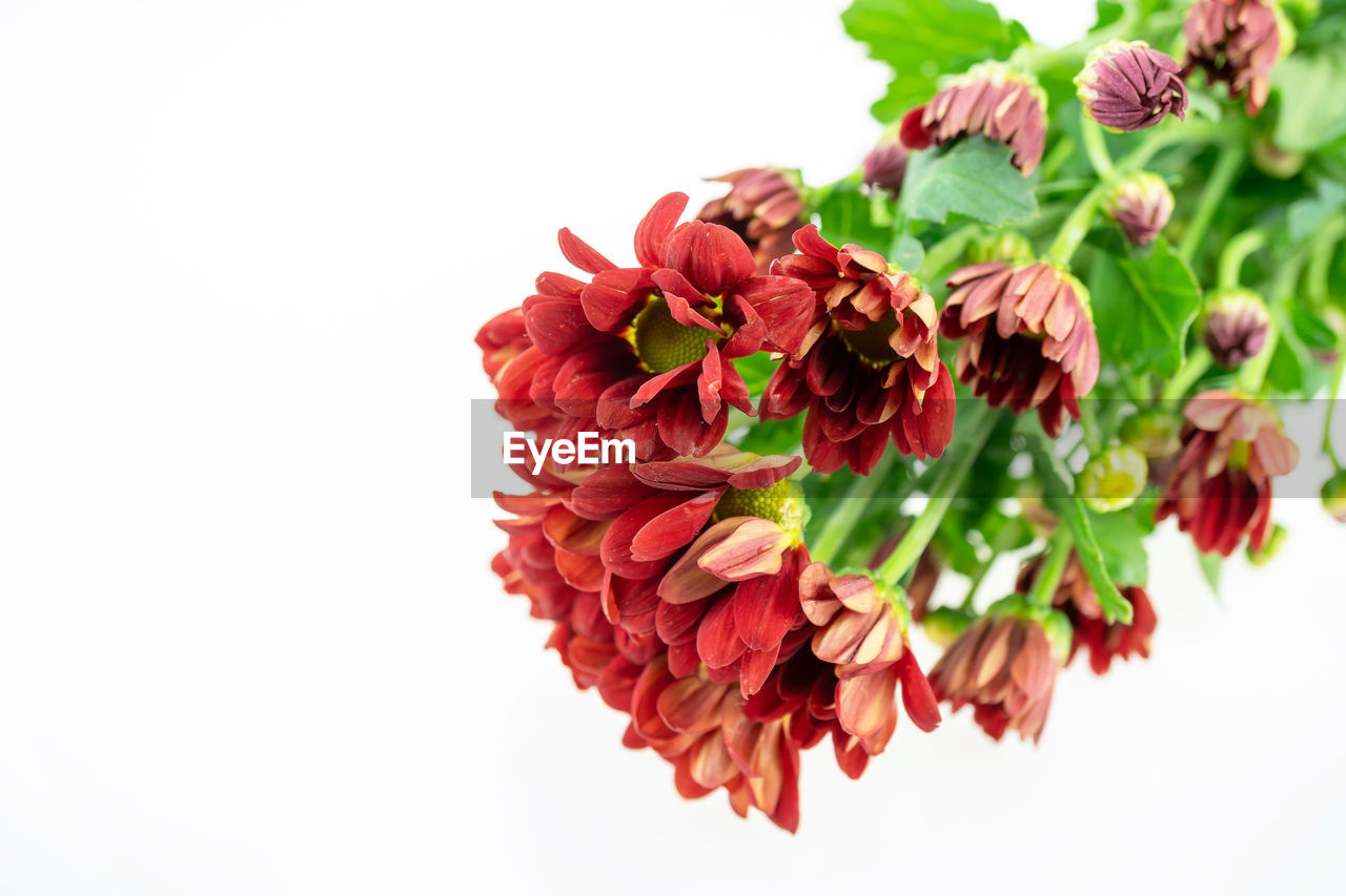 Red chrysanthemum flowers isolated on white background.