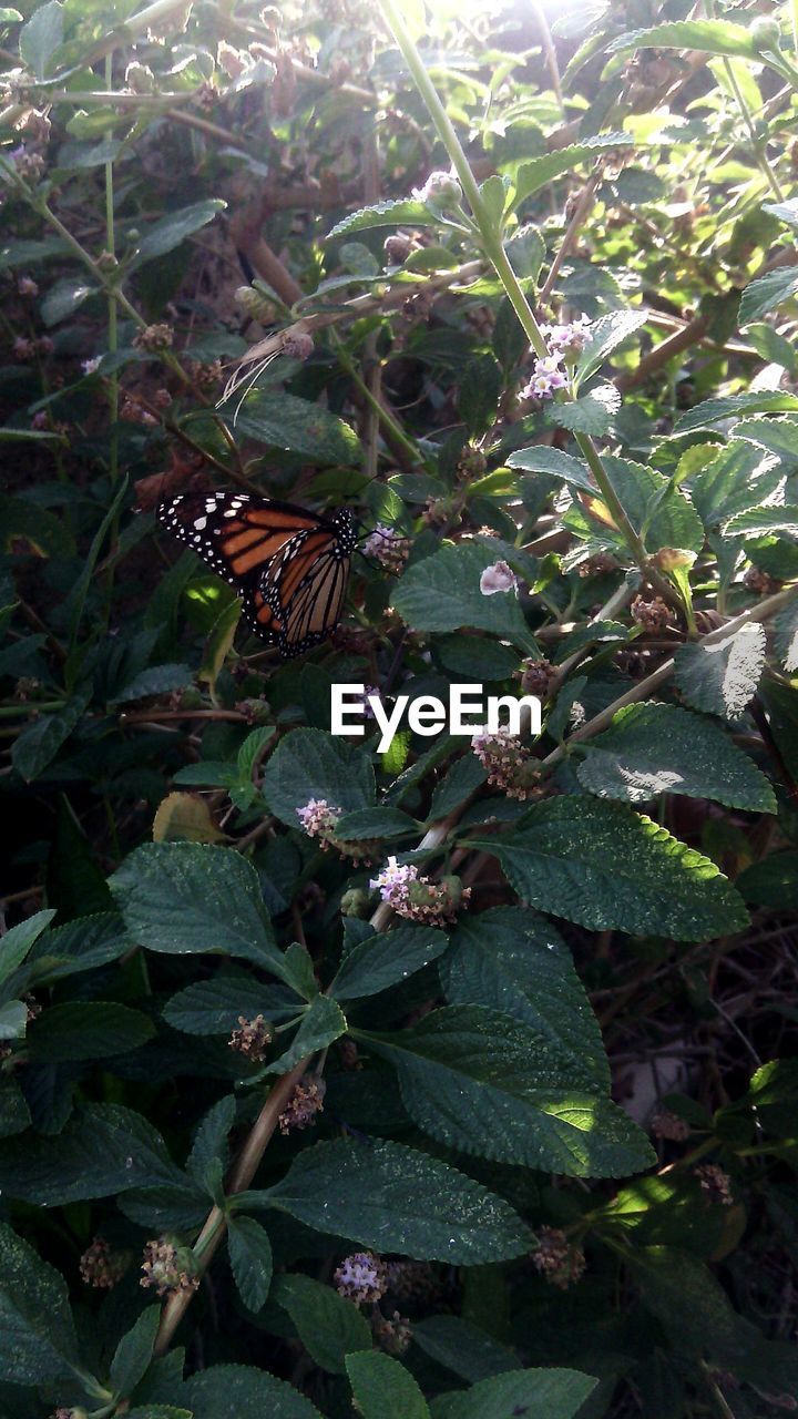 High angle view of butterfly on plant