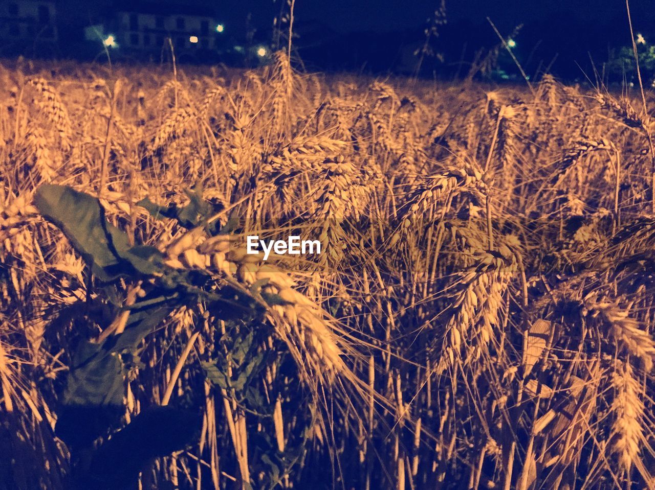 CLOSE-UP OF WHEAT FIELD IN WINTER