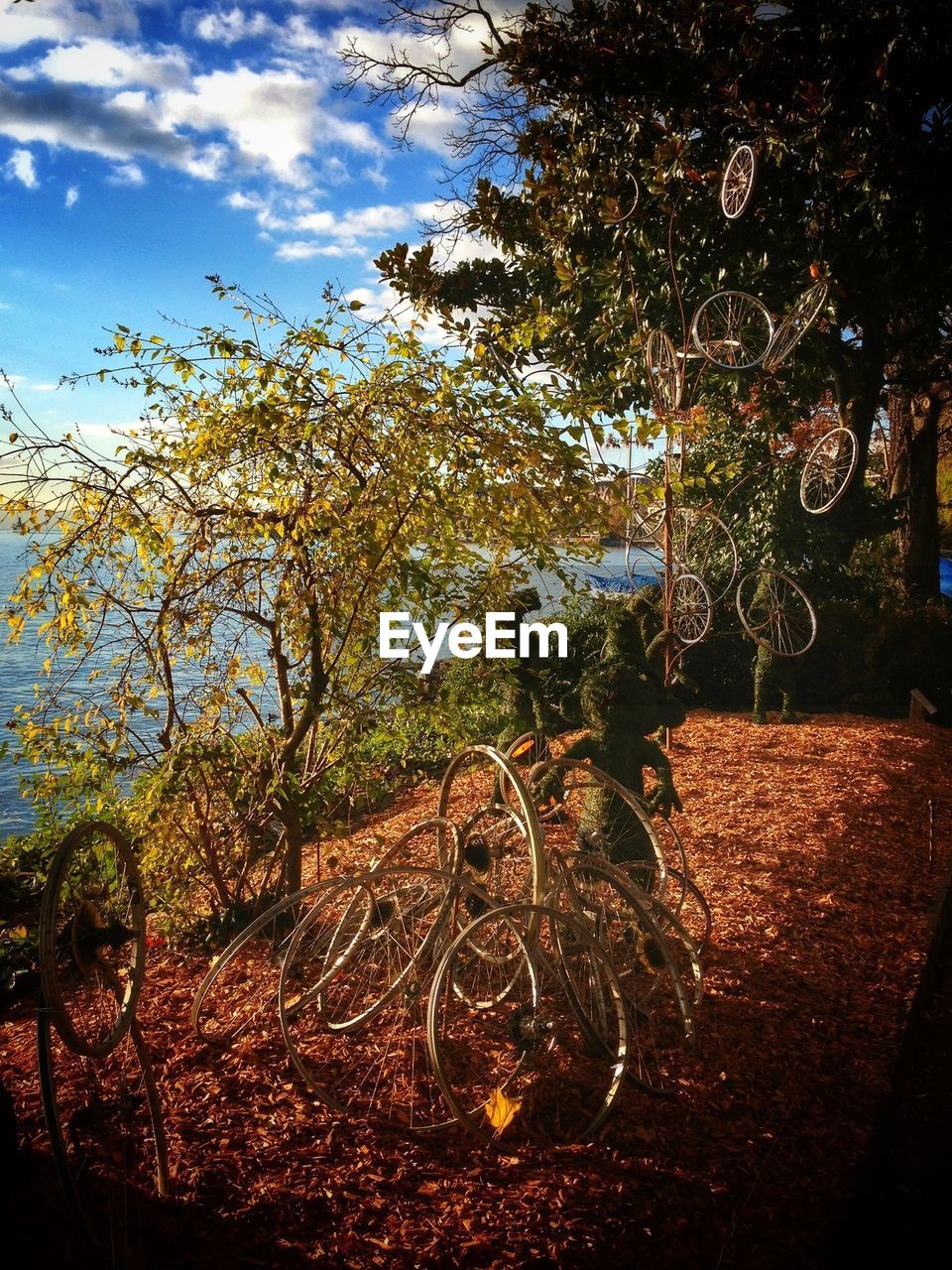 Bicycle wheels hanging from tree