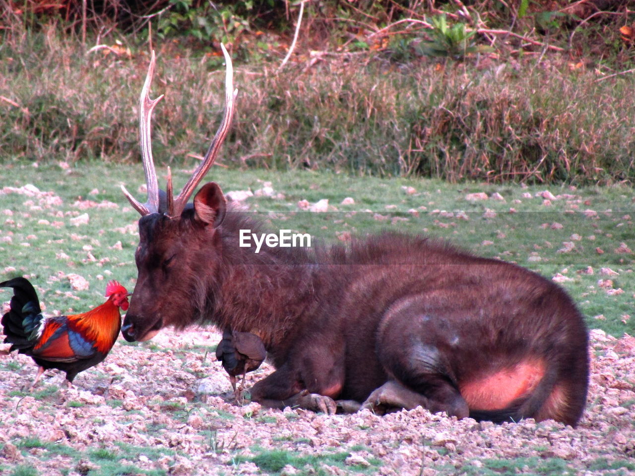 SIDE VIEW OF TWO ANIMALS EATING