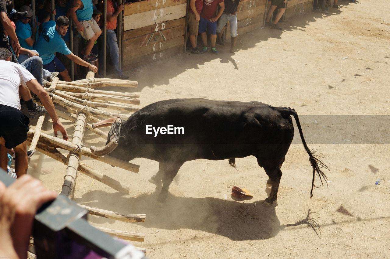 Bull on sand during event