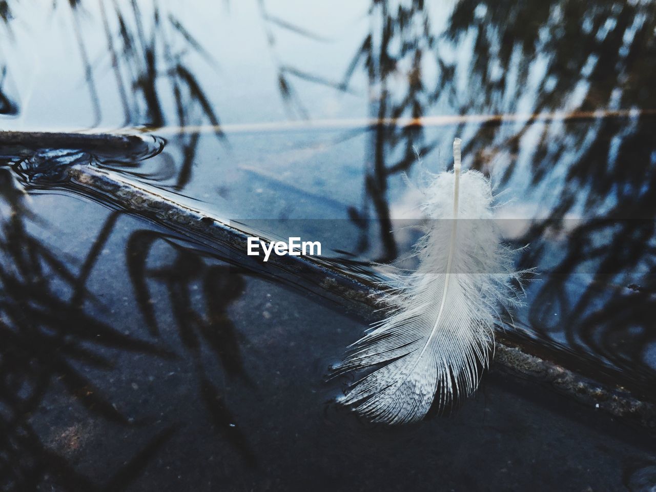 Close-up of feather on snow