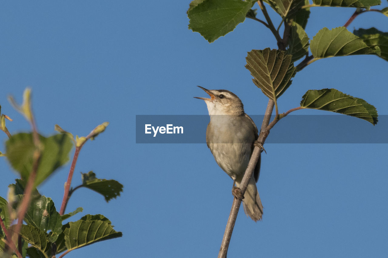 animal themes, animal, bird, animal wildlife, wildlife, plant, nature, tree, perching, leaf, plant part, one animal, sky, clear sky, blue, no people, beak, branch, low angle view, sunny, outdoors, day, beauty in nature