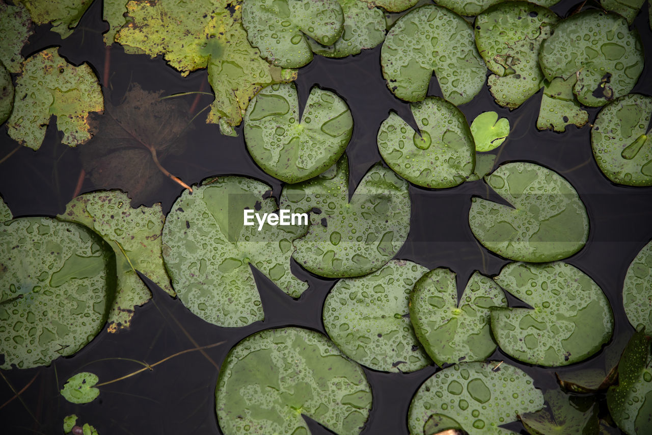 High angle view of water lily leaves floating on water