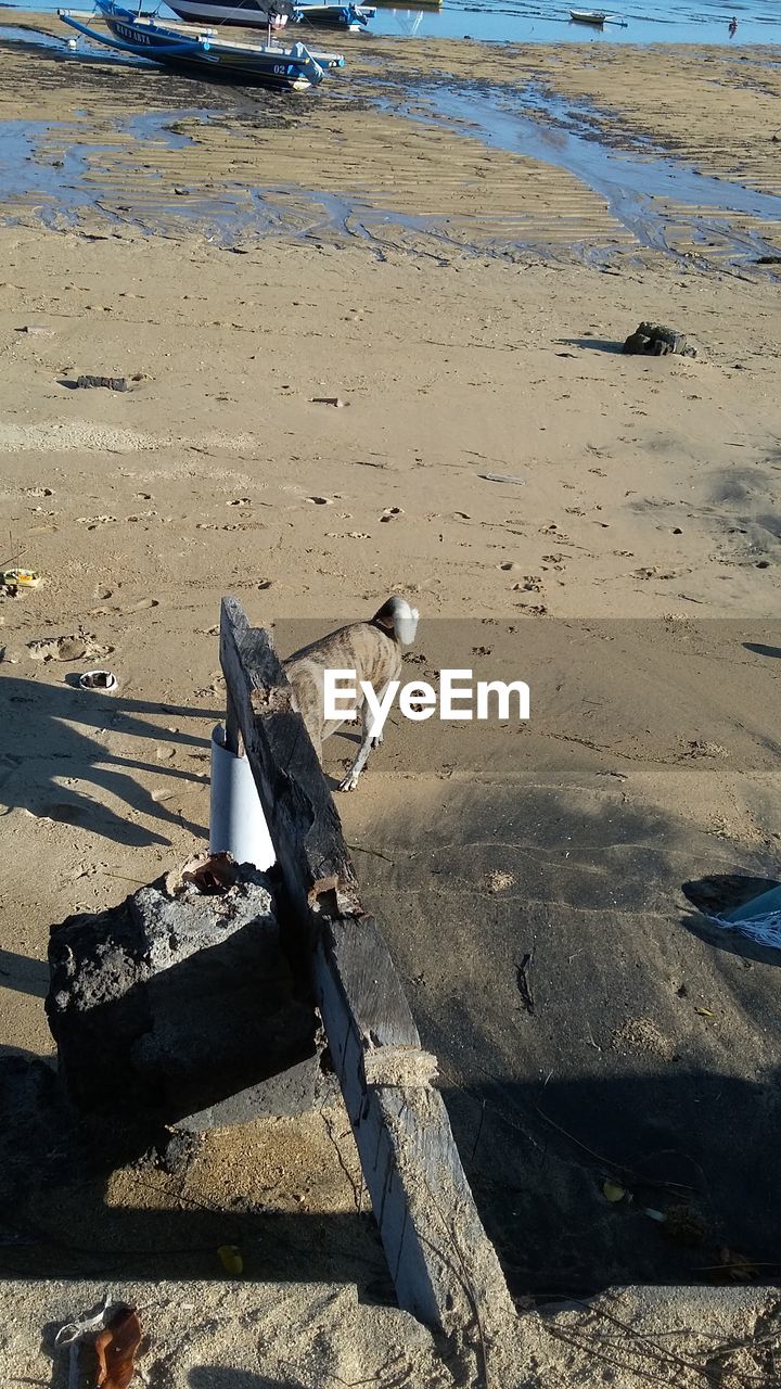 HIGH ANGLE VIEW OF SEAGULL PERCHING ON BEACH