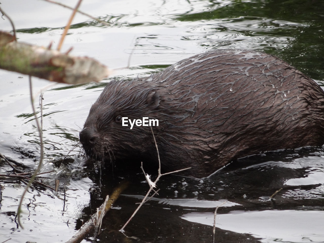 CLOSE-UP OF A DUCK