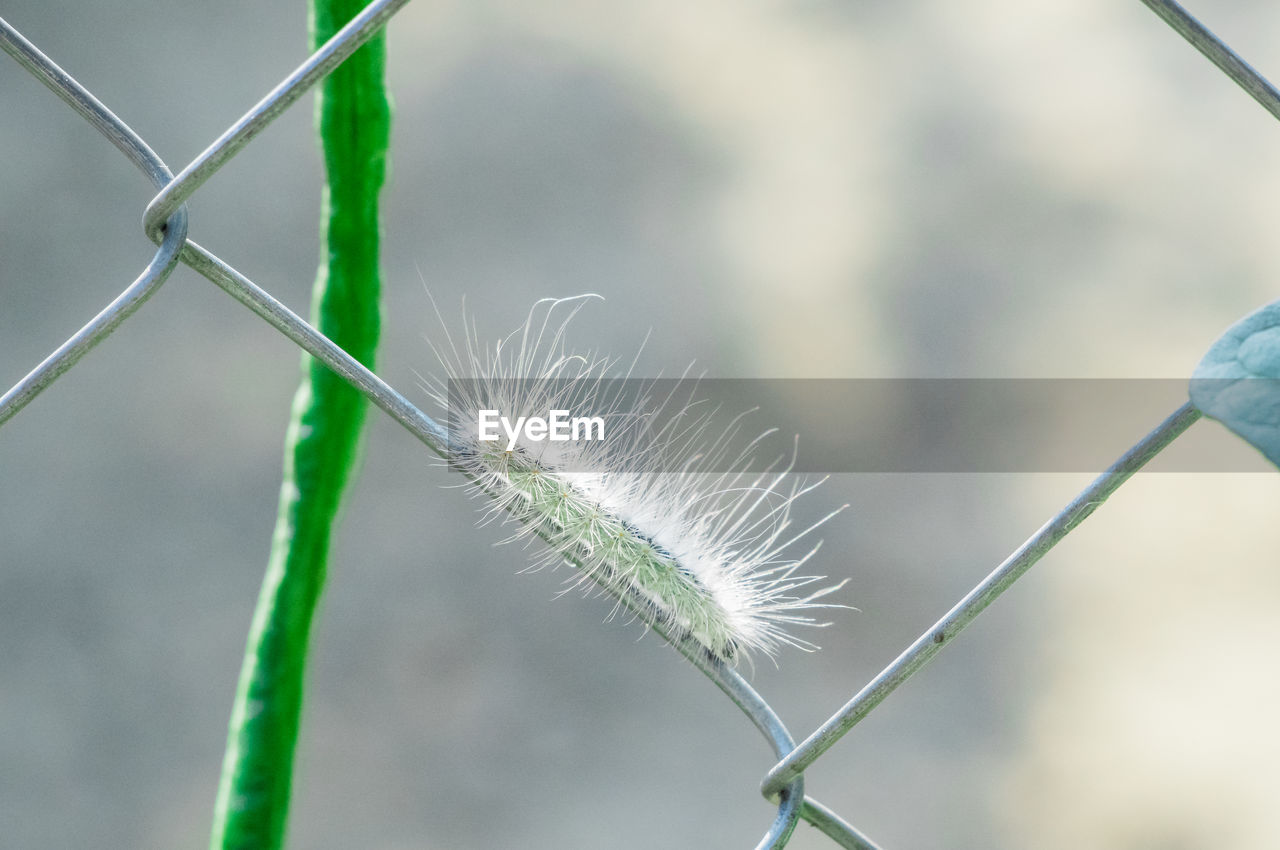 Close-up of dandelion