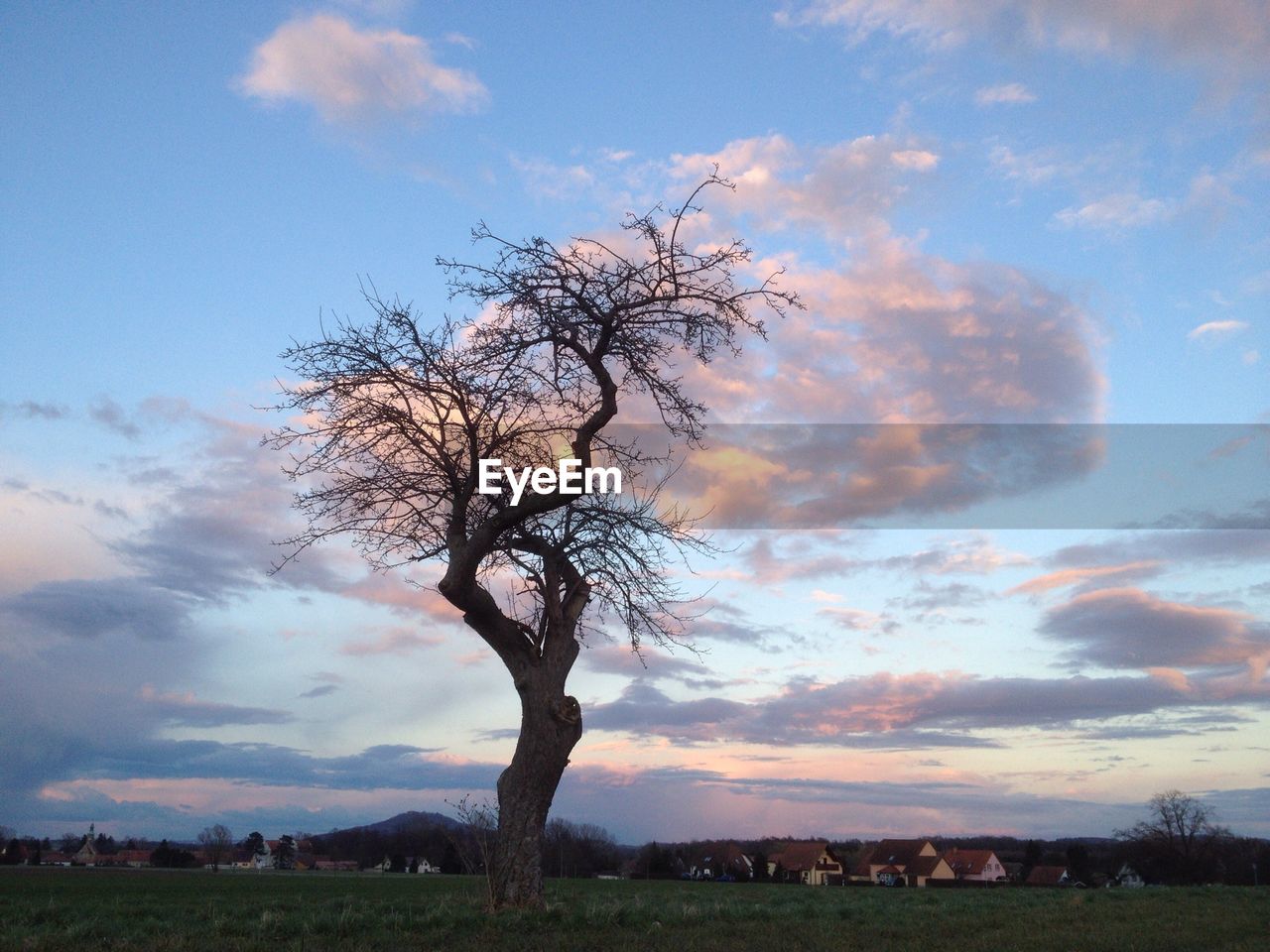 Lone bare tree on landscape against the sky