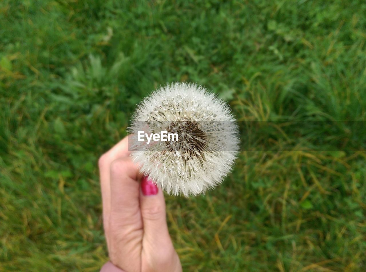 Cropped image of woman hand holding dandelion on grassy field