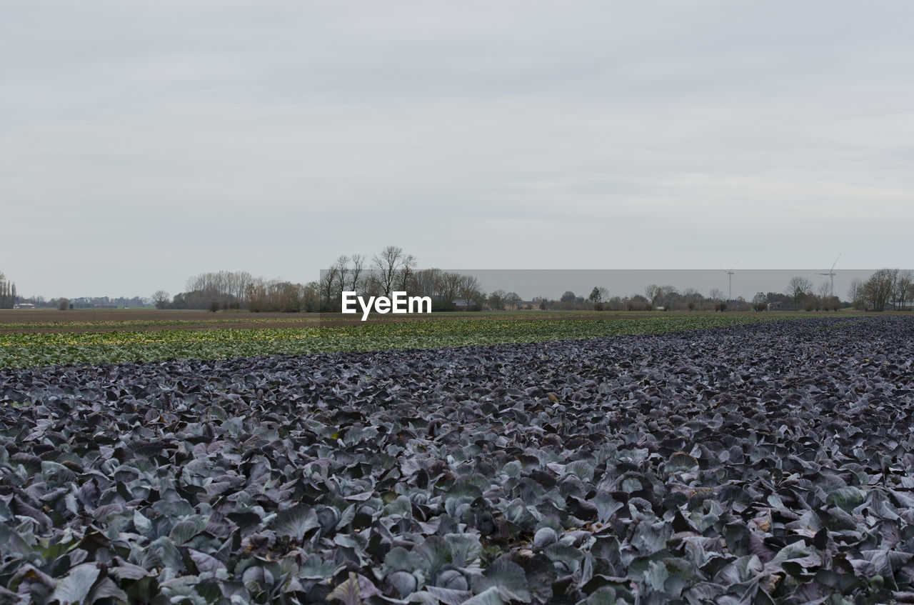 Red cabbage farm