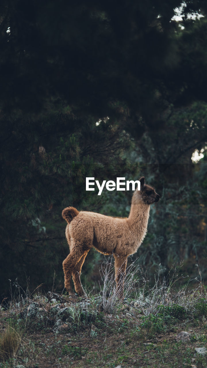 Llama standing on a forest