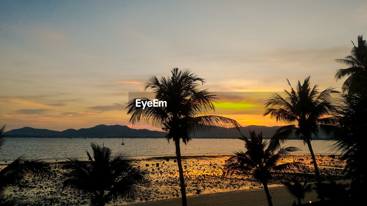 Silhouette palm trees on beach against sky during sunset