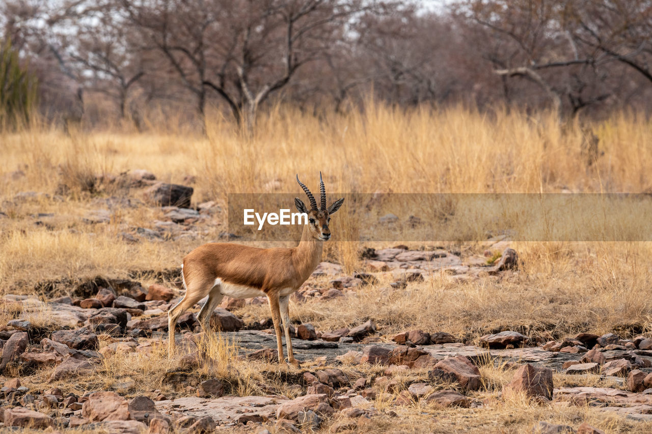 Side view of deer standing on land