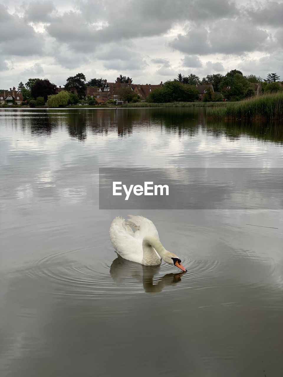 SWAN FLOATING IN LAKE