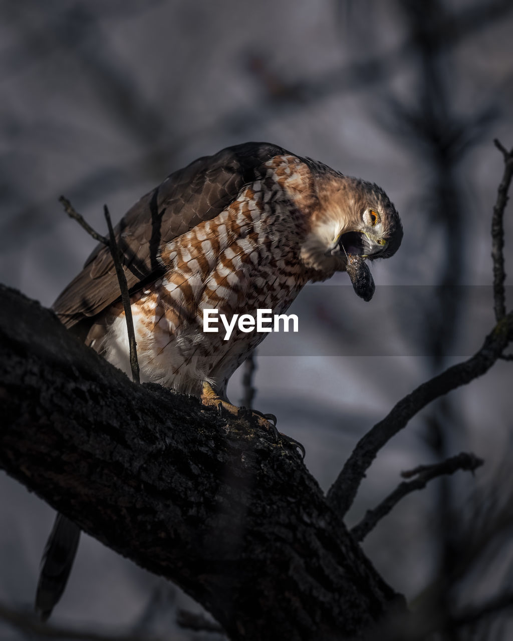 CLOSE-UP OF EAGLE PERCHING ON TREE TRUNK