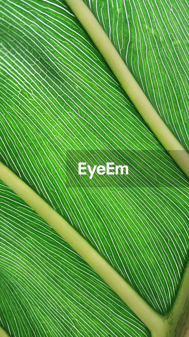 Full frame shot of plant leaf