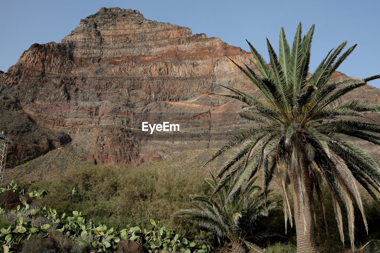 Palm trees on rock formation against sky