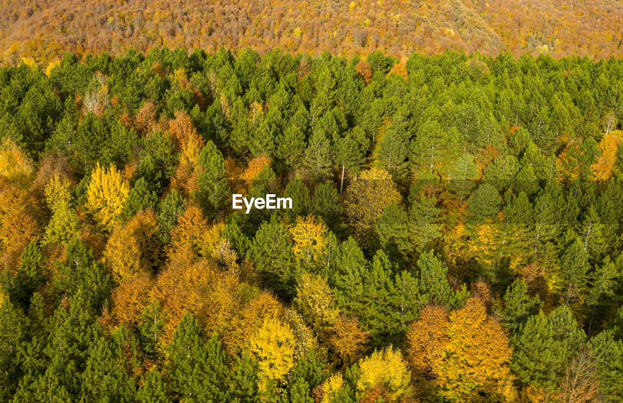 HIGH ANGLE VIEW OF PINE TREES IN FOREST