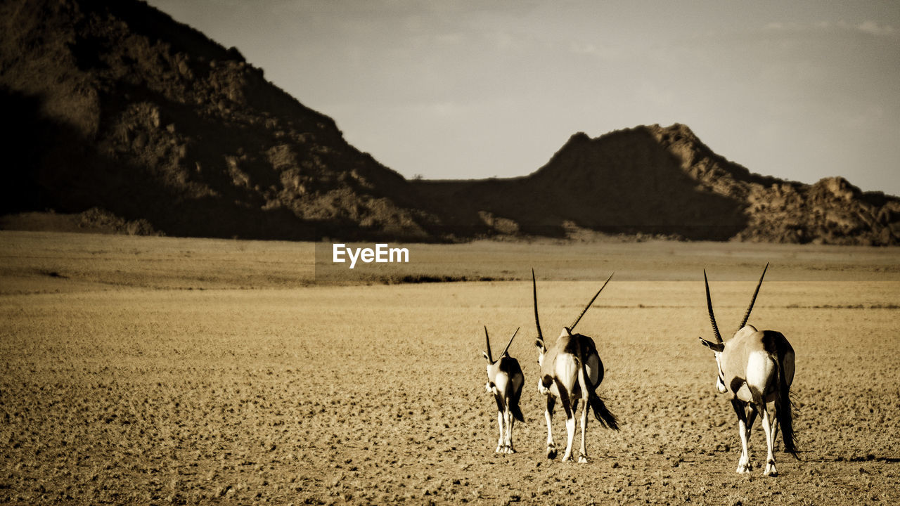 Oryx walking on landscape against sky during sunny day