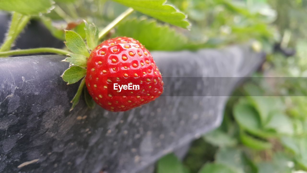 CLOSE-UP OF STRAWBERRY ON TREE