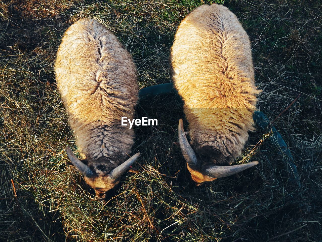 High angle view of sheep feeding at farm