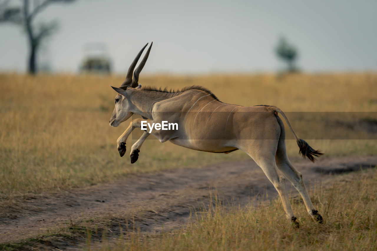 side view of deer standing on field