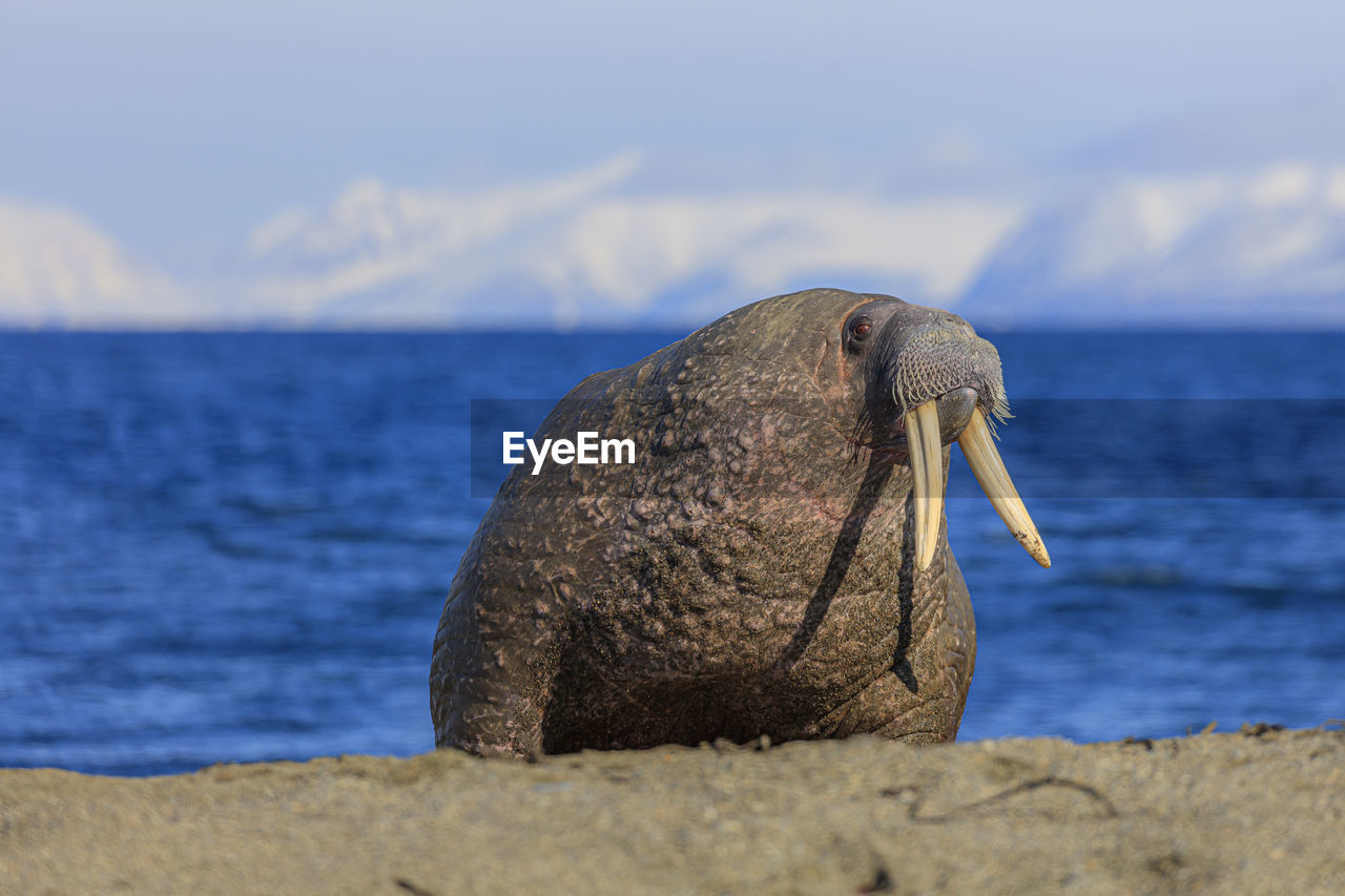 VIEW OF A BIRD AGAINST THE SEA