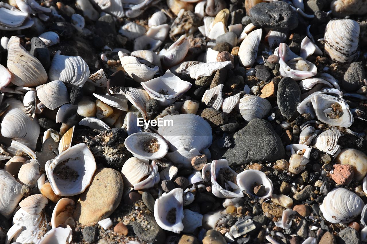 HIGH ANGLE VIEW OF SHELLS ON PEBBLES