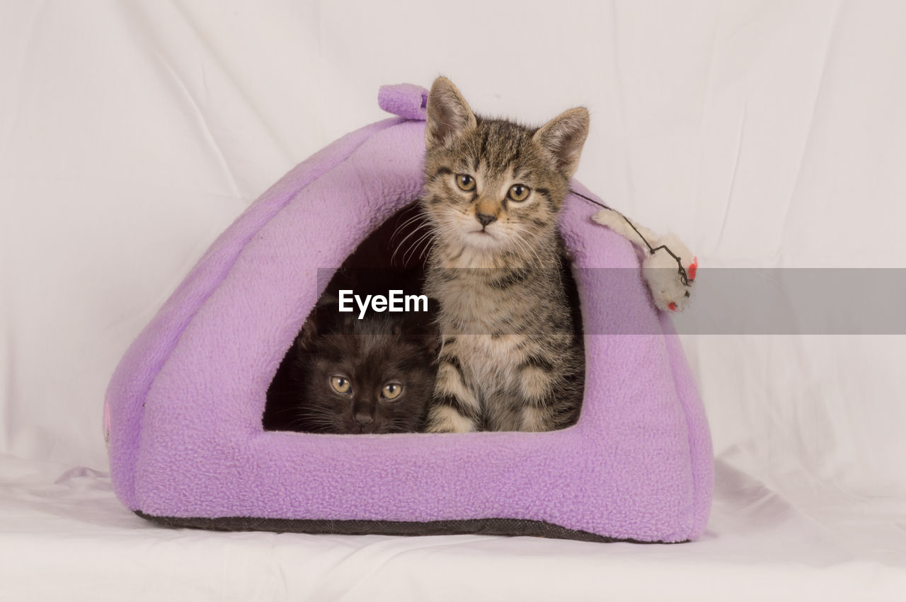 CLOSE-UP OF CAT SITTING ON BED WITH KITTEN