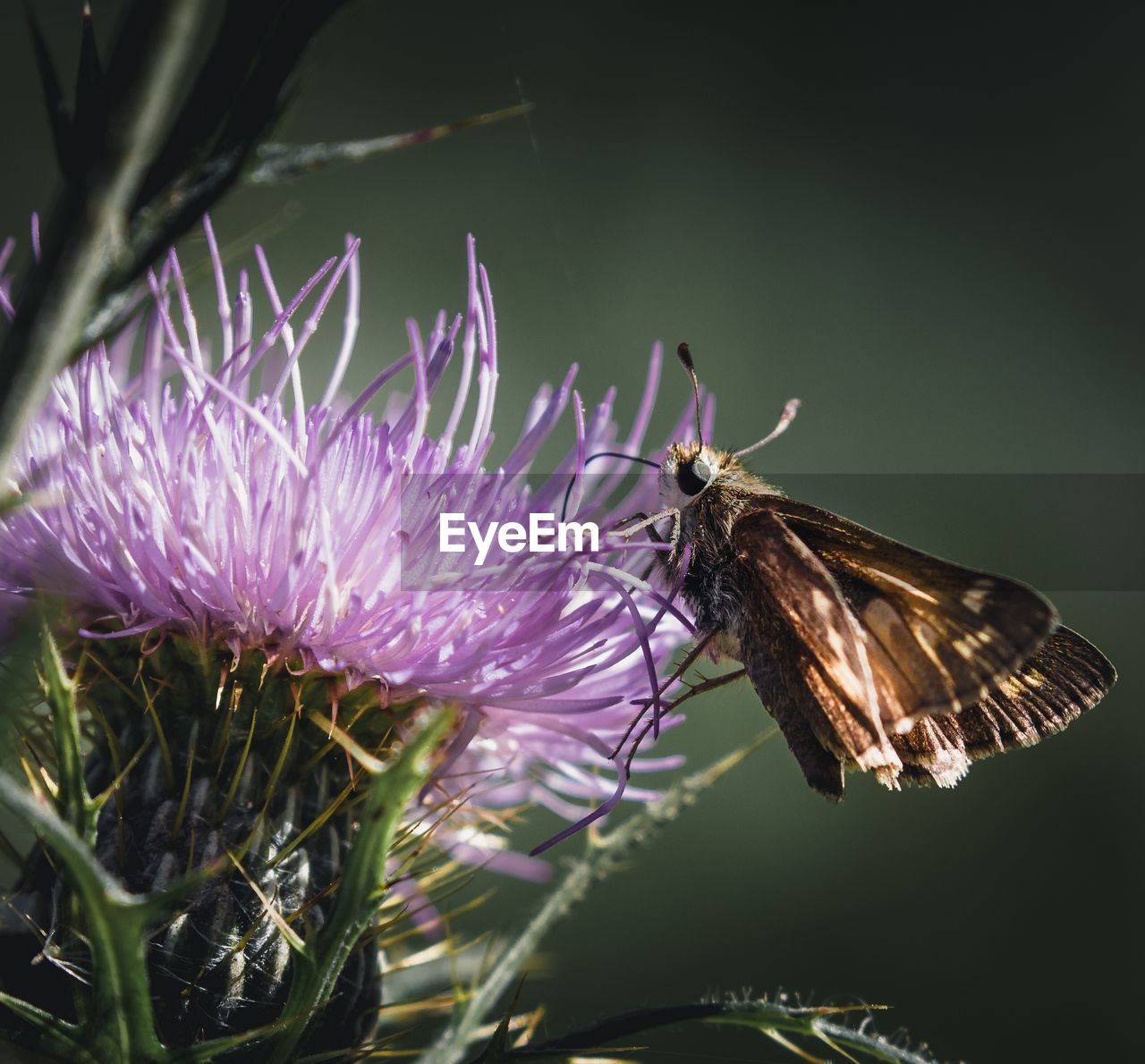 Close-up of moth pollinating on thistle flower