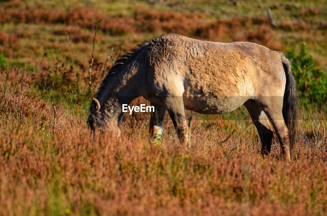 SIDE VIEW OF HORSE IN FIELD