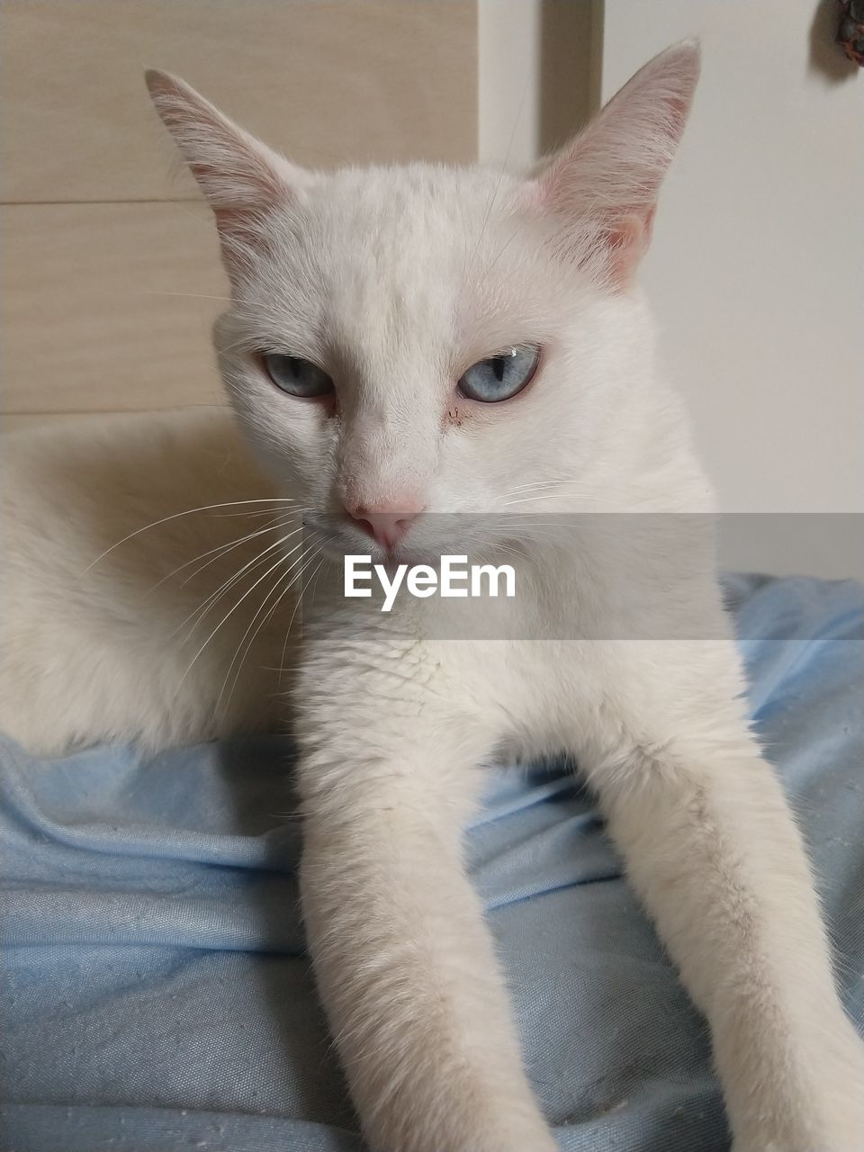 CLOSE-UP PORTRAIT OF A WHITE CAT