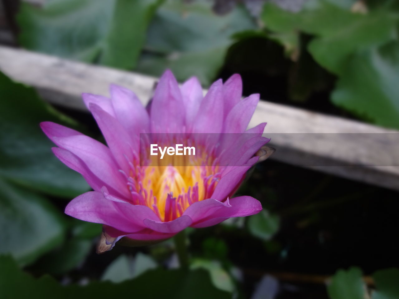 CLOSE-UP OF FLOWERS BLOOMING OUTDOORS