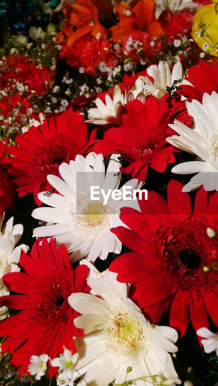 Close-up of red flower