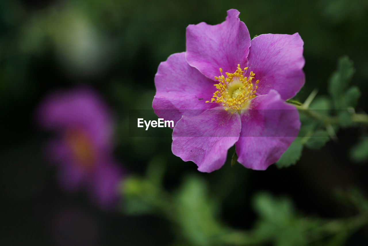 CLOSE-UP OF PURPLE FLOWER BLOOMING OUTDOORS