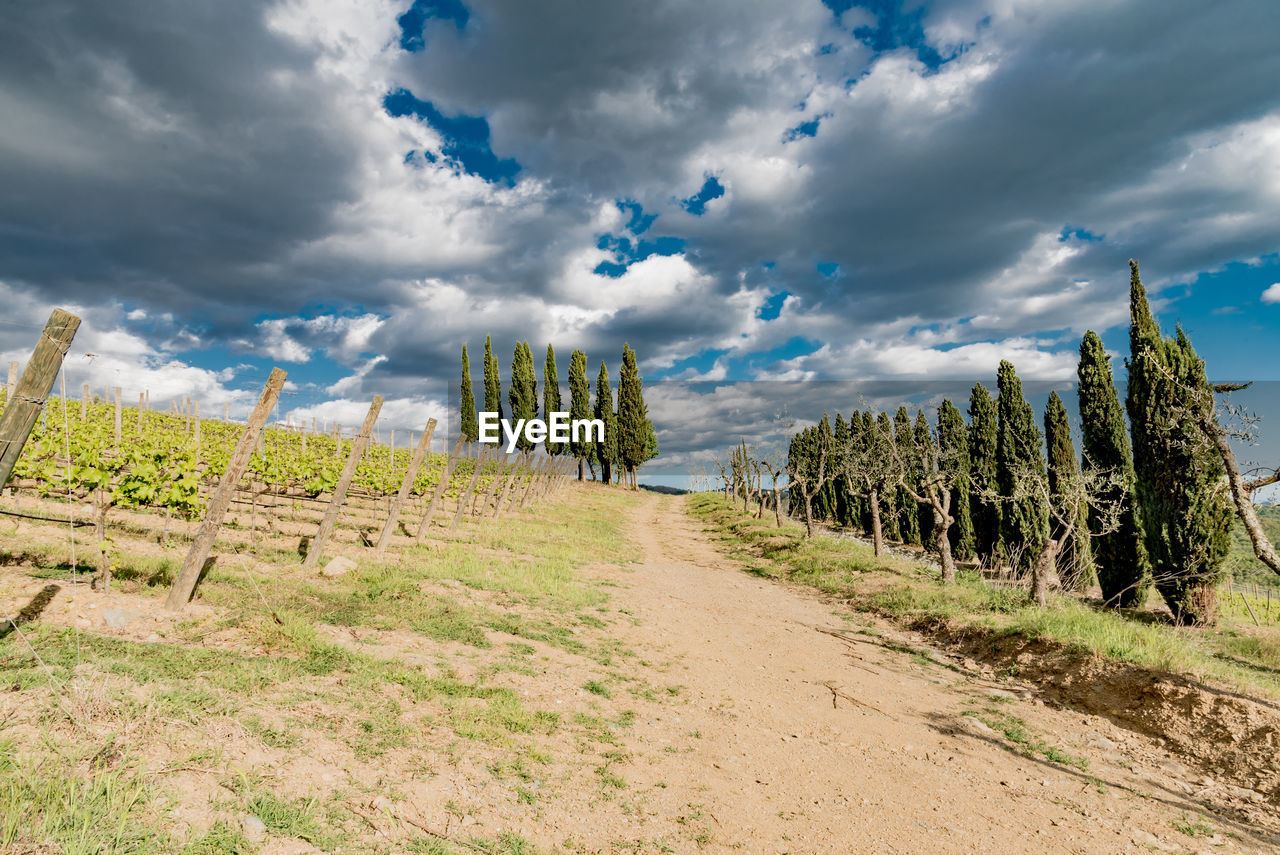 Panoramic view of agricultural field against sky