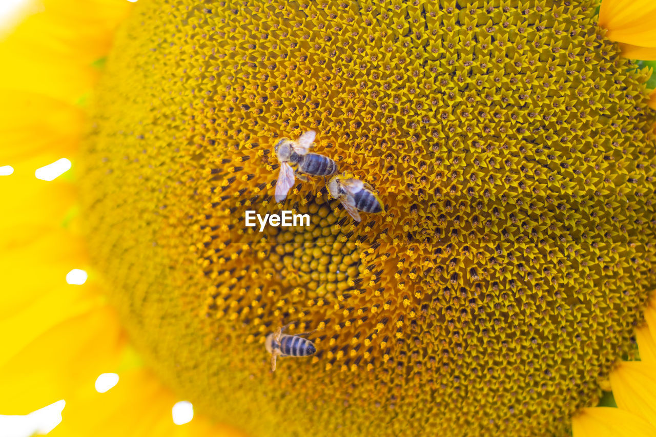 CLOSE-UP OF BEE POLLINATING ON YELLOW SUNFLOWER IN FIELD